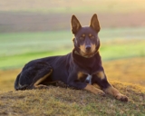 Raseprofil: Australian kelpie