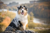 Raseprofil: Australian shepherd