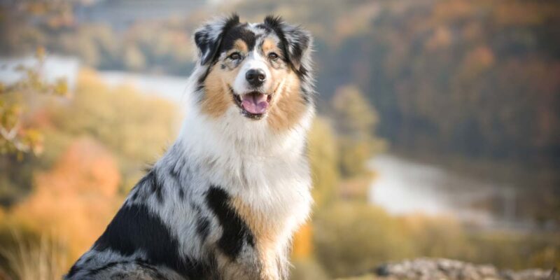 Raseprofil: Australian shepherd