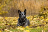Raseprofil: Australsk stumphalet kveghund