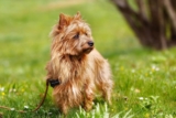 Raseprofil: Australsk terrier