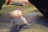 Guide til hold av axolotl i akvariet (med bilder)