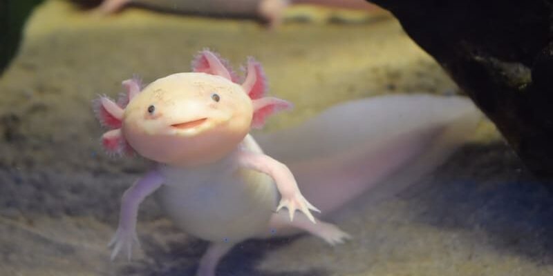 Guide til hold av axolotl i akvariet (med bilder)