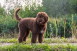 Raseprofil: Barbet (fransk vannhund)
