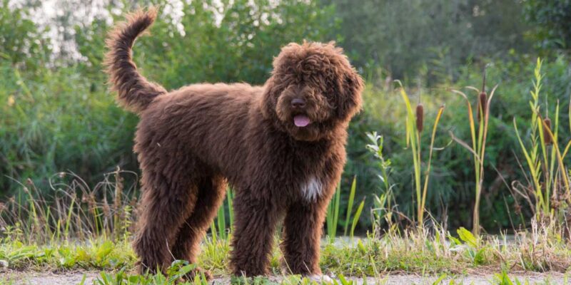 Raseprofil: Barbet (fransk vannhund)