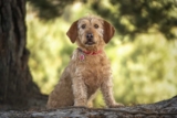 Raseprofil: Basset fauve de bretagne