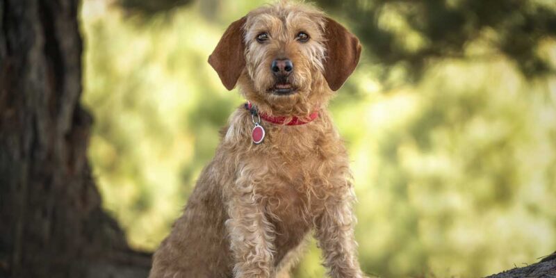 Raseprofil: Basset fauve de bretagne