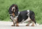 Raseprofil: Basset hound
