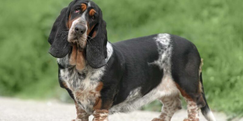 Raseprofil: Basset hound