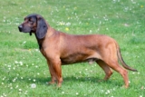 Raseprofil: Bayersk viltsporhund