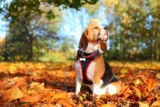 Raseprofil: Beagle