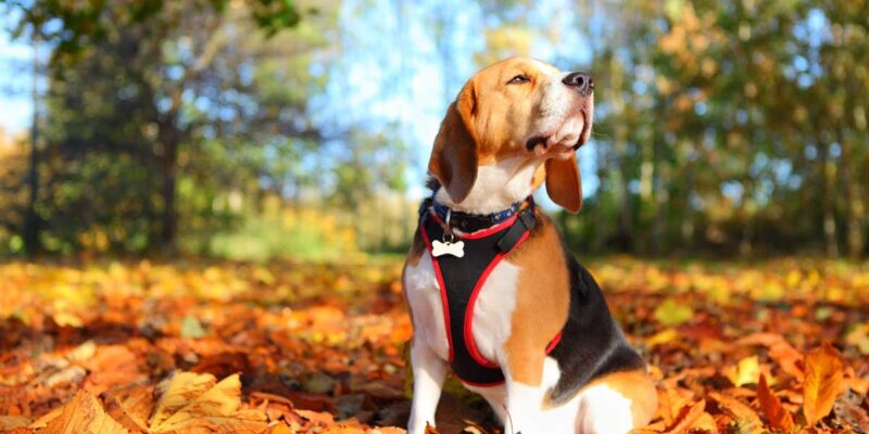 Raseprofil: Beagle