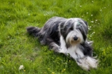 Raseprofil: Bearded collie