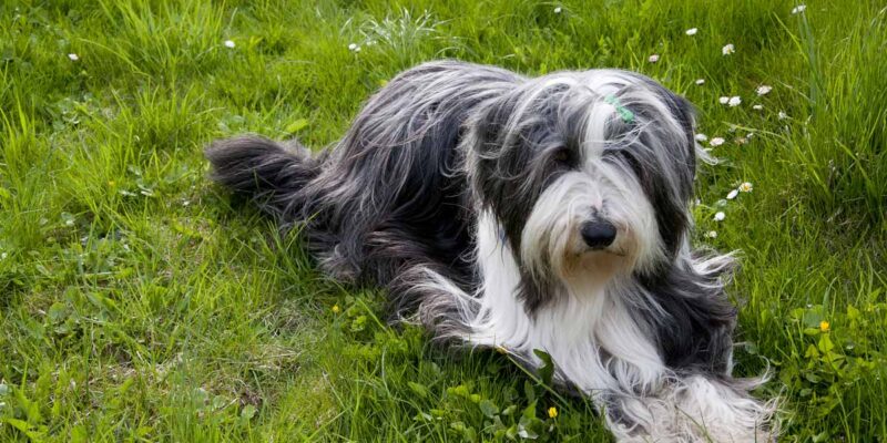 Raseprofil: Bearded collie
