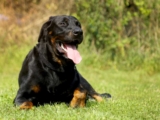 Raseprofil: Beauceron