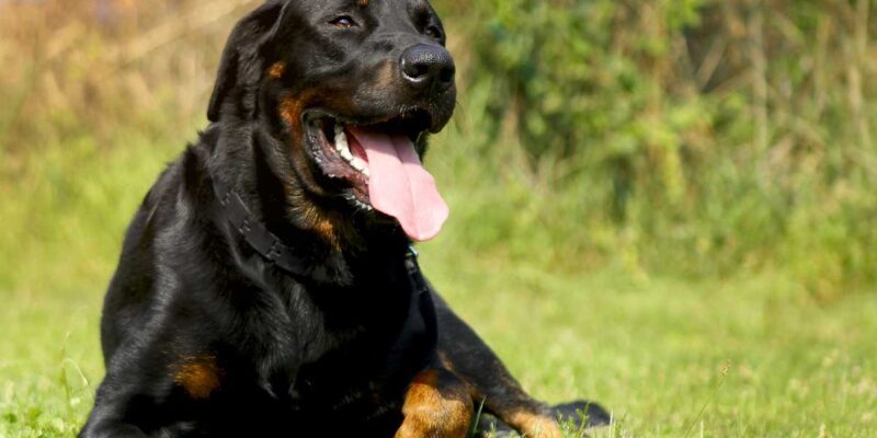 Raseprofil: Beauceron