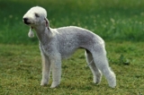 Raseprofil: Bedlington terrier