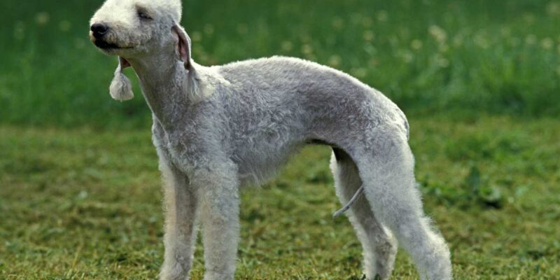 Raseprofil: Bedlington terrier