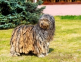 Raseprofil: Bergamasco