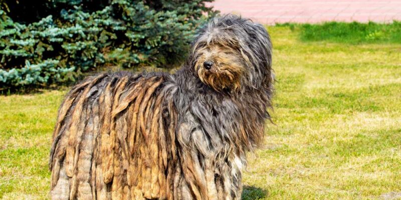 Raseprofil: Bergamasco