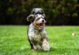 Raseprofil: Mini bernedoodle