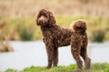Raseprofil: Bernedoodle