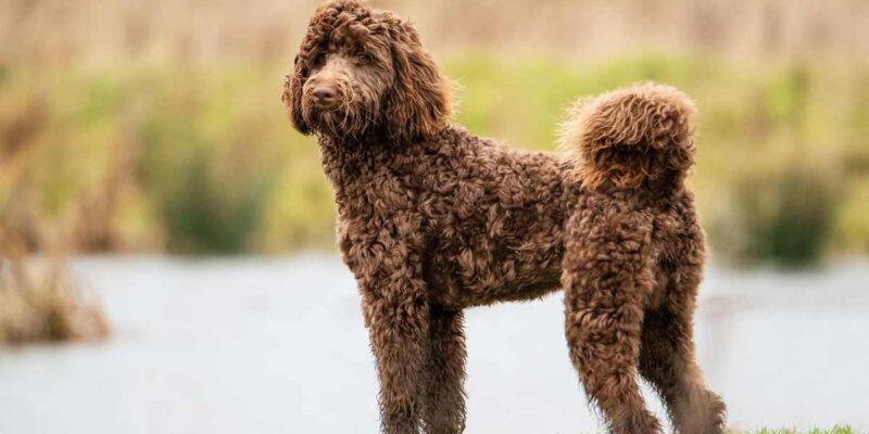 Raseprofil: Bernedoodle