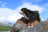 Raseprofil: Berner sennenhund