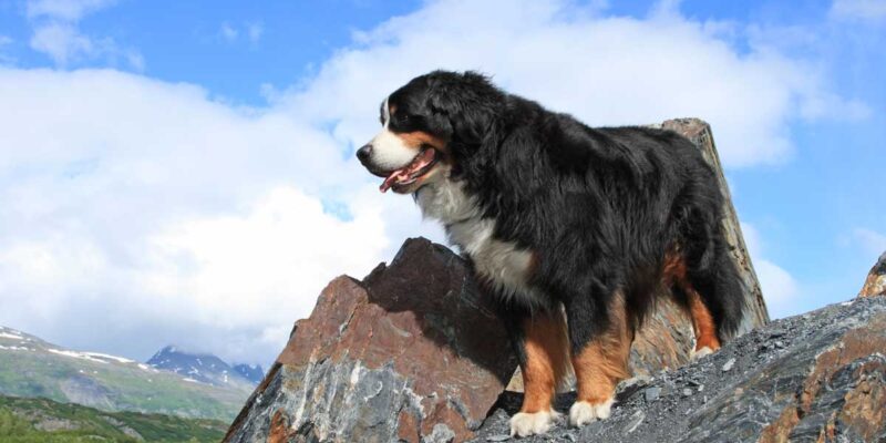Raseprofil: Berner sennenhund