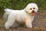 Raseprofil: Bichon frisé