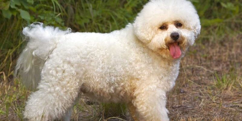 Raseprofil: Bichon frisé