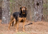 Raseprofil: Blodhund