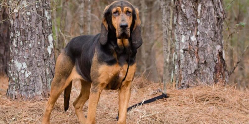 Raseprofil: Blodhund