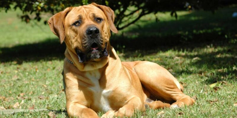 Raseprofil: Boerboel