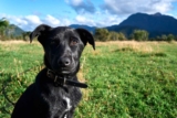 Raseprofil: Borador