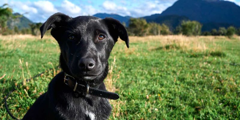 Raseprofil: Borador