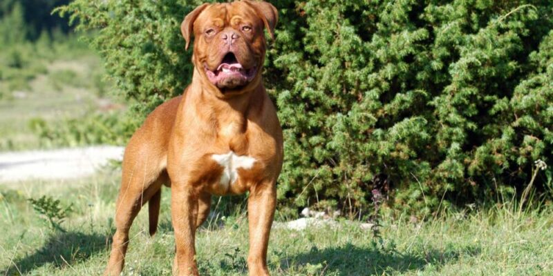 Raseprofil: Bordeaux dogge (Fransk mastiff)