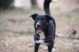 Slik stopper du bjeffing hos border collie