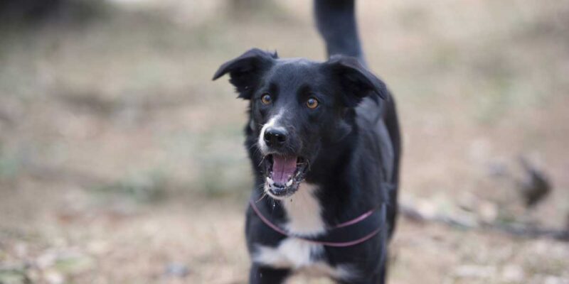 Slik stopper du bjeffing hos border collie