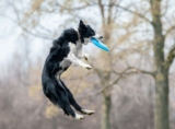10 interessante fakta om border collie