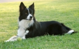 Raseprofil: Border collie