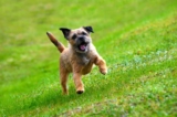 Raseprofil: Border terrier