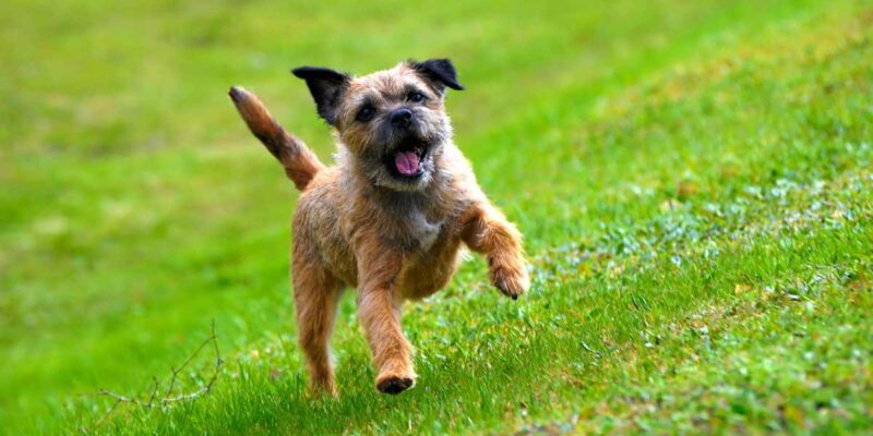 Raseprofil: Border terrier