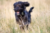 Raseprofil: Bordoodle