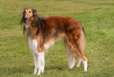 Raseprofil: Borzoi