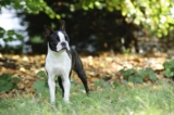 Raseprofil: Boston terrier