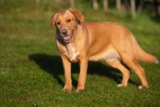 Raseprofil: Boxador