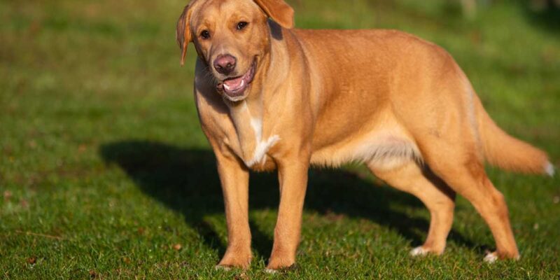 Raseprofil: Boxador