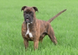 Raseprofil: Boxer
