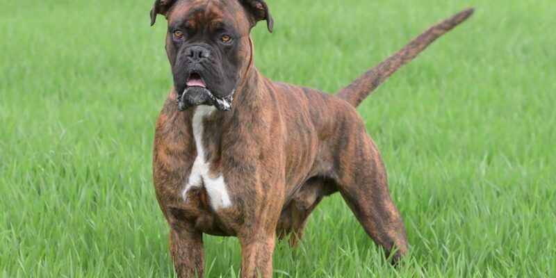 Raseprofil: Boxer